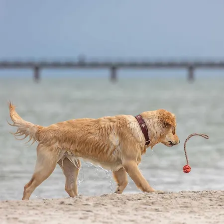 Apartmán Swantovit - 5 Sterne Zwischen Ostsee Und Saaler Bodde Wustrow (Fischland)